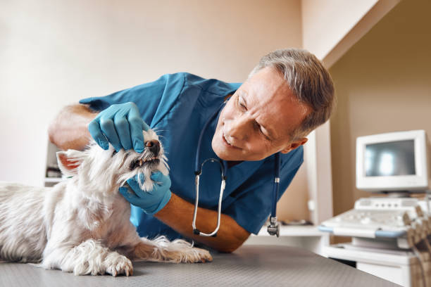 Best Mobile Emergency Dentist in Lynbrook, NY